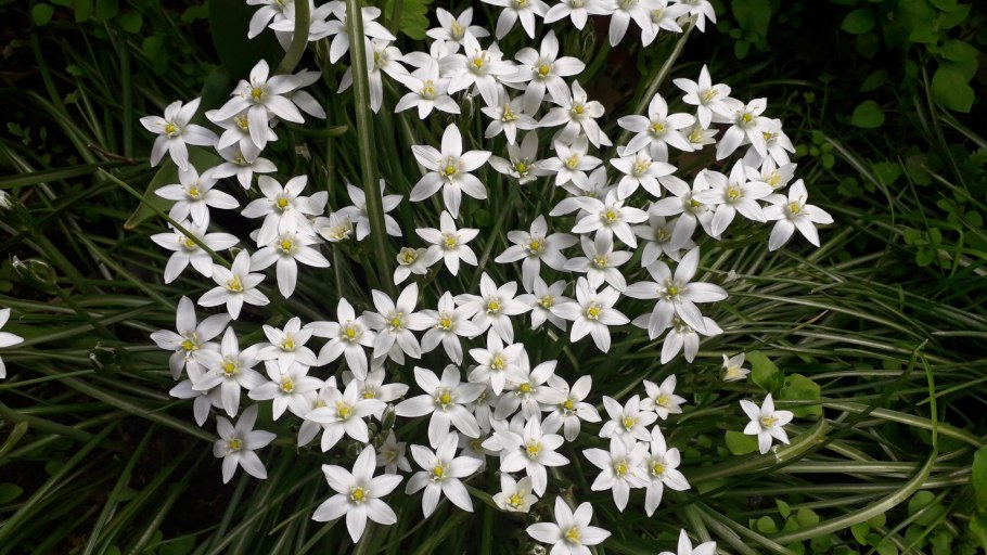 Птицемлечник зонтичный