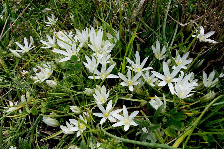 Птицемлечник крымский