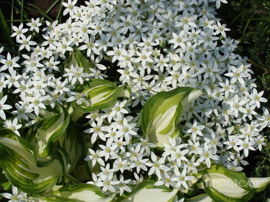 Птицемлечник зонтичный цветок