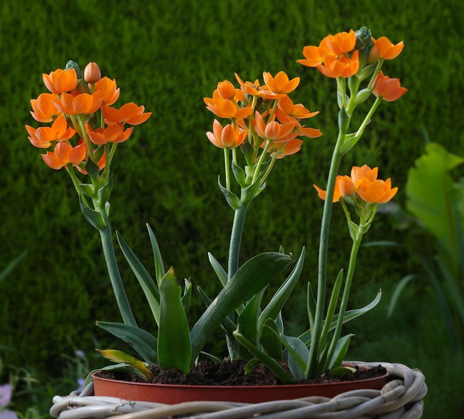 Ornithogalum dubium
