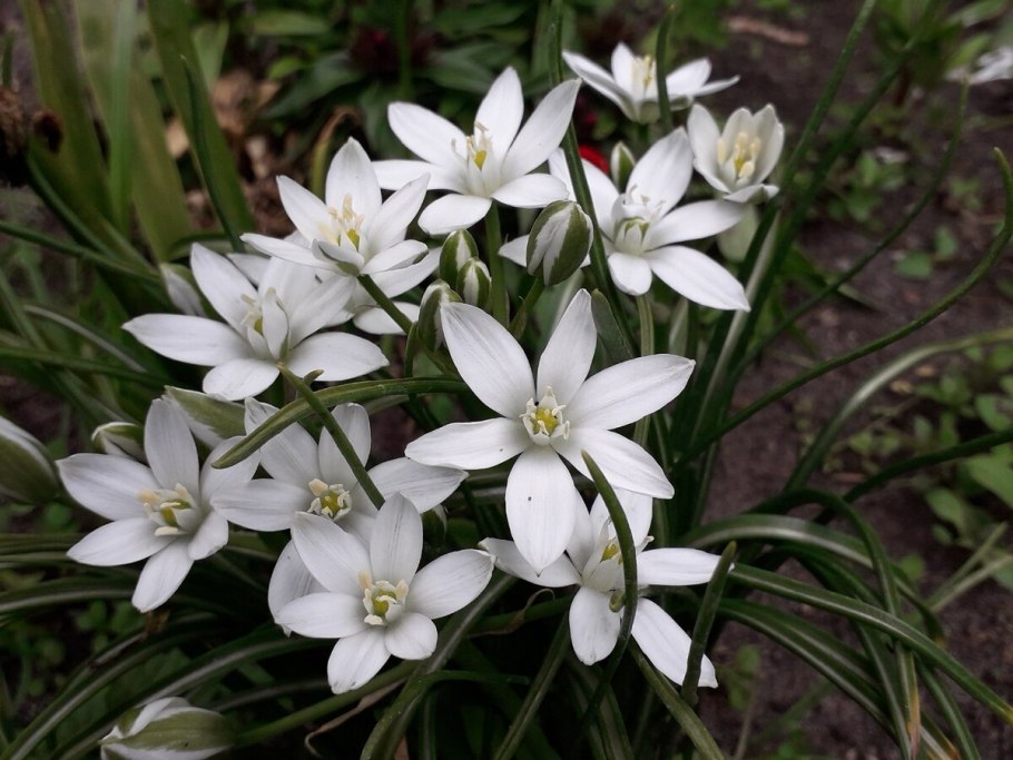 Птицемлечник зонтичный