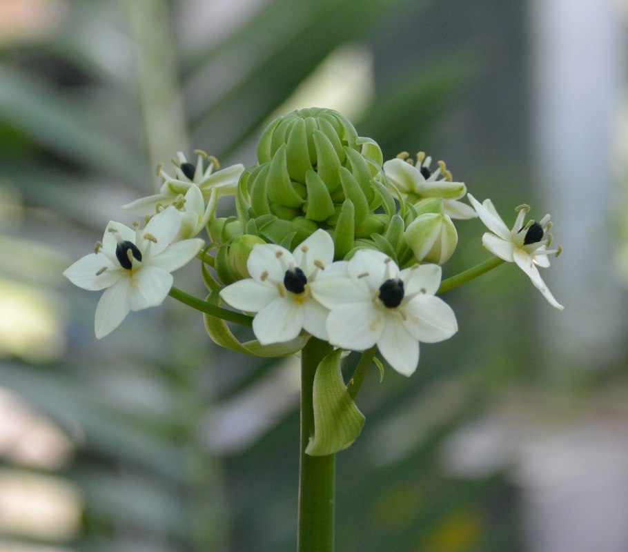 Ornithogalum saundersiae