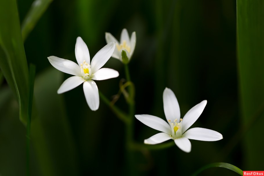 Птицемлечник цветок