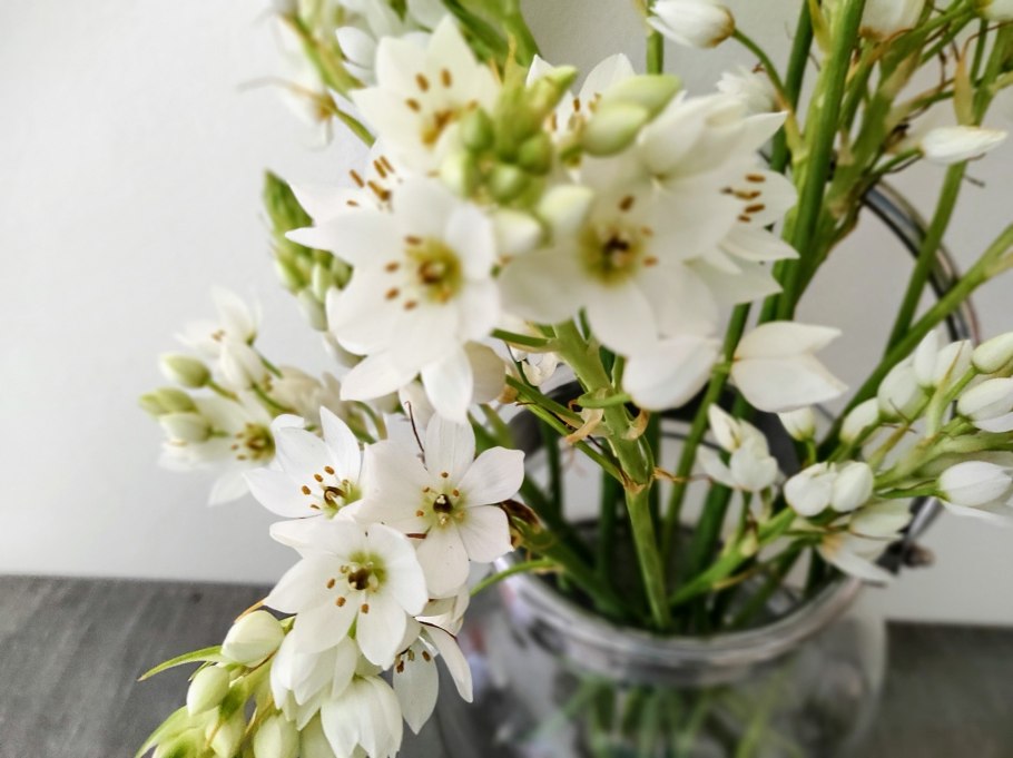 Орнитогалум уайт стар