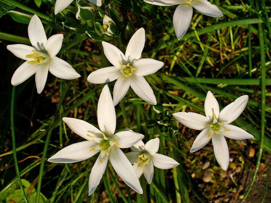 Ornithogalum umbellatum вифлеемская звезда