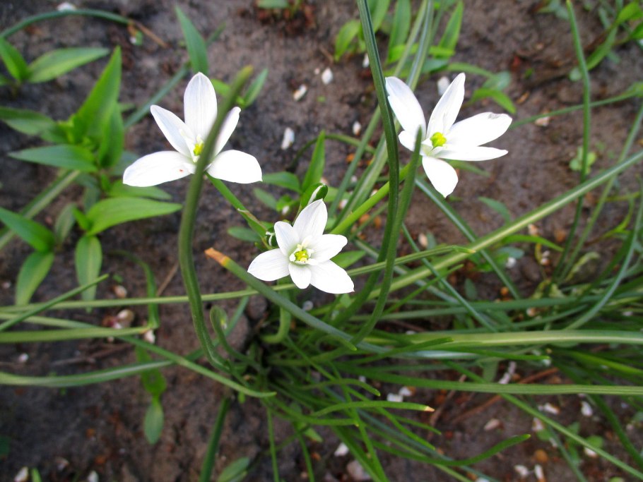 Птицемлечник орнитогалум