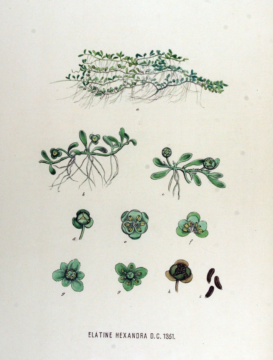 Elatine hexandra