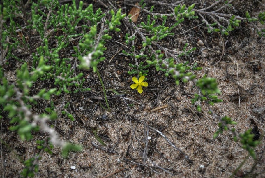 Повойничек водноперечный