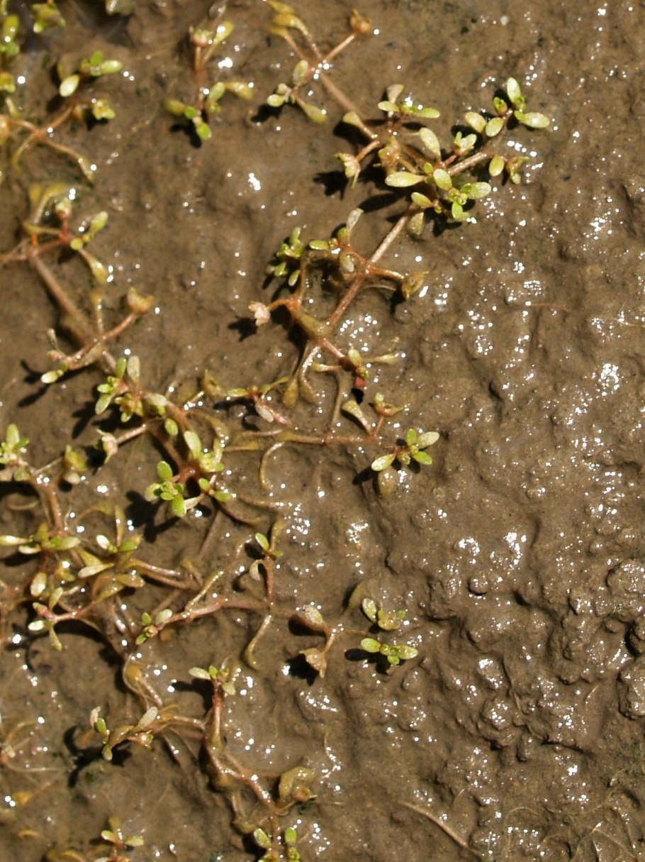 Горец Земноводный (Persicaria Amphibia)