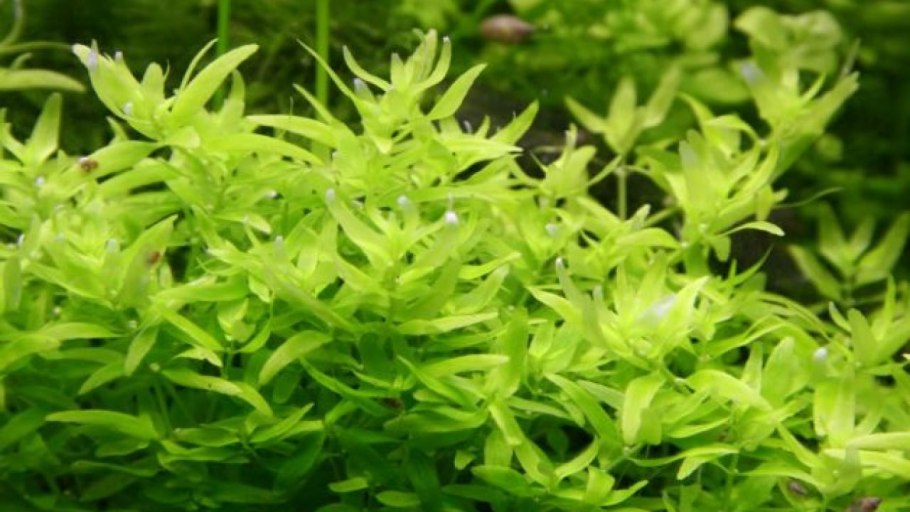 Элатина перечная