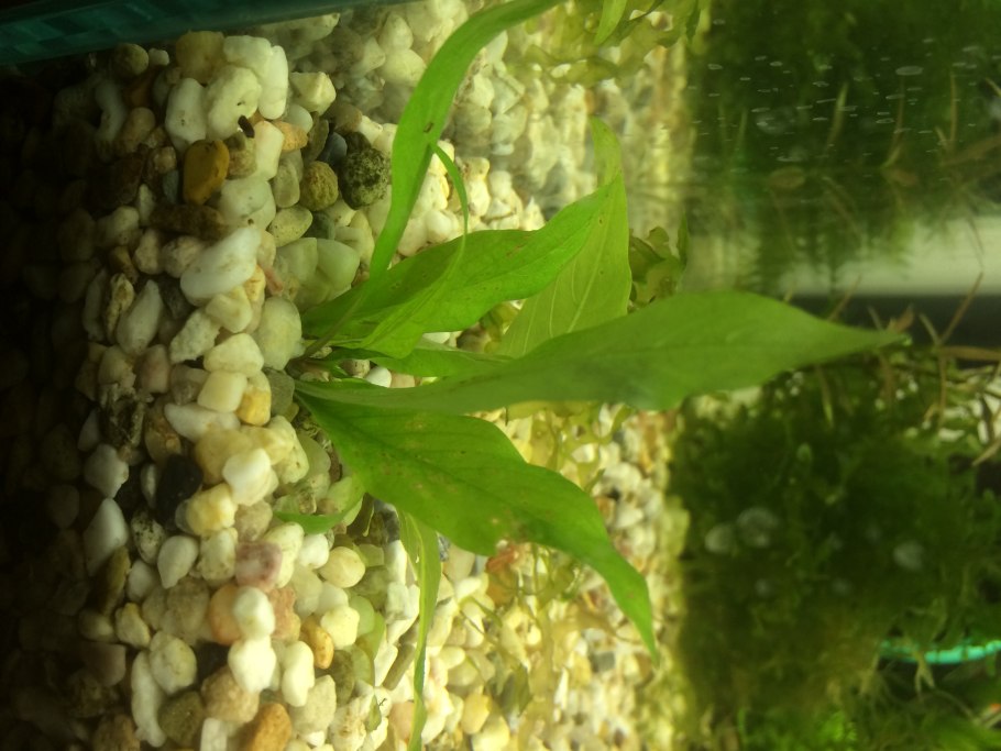 Ванкуверия золотистая