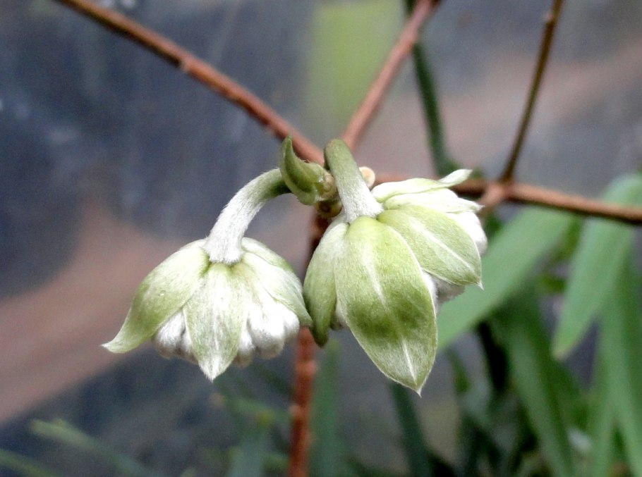 Повойничек трехтычинковый