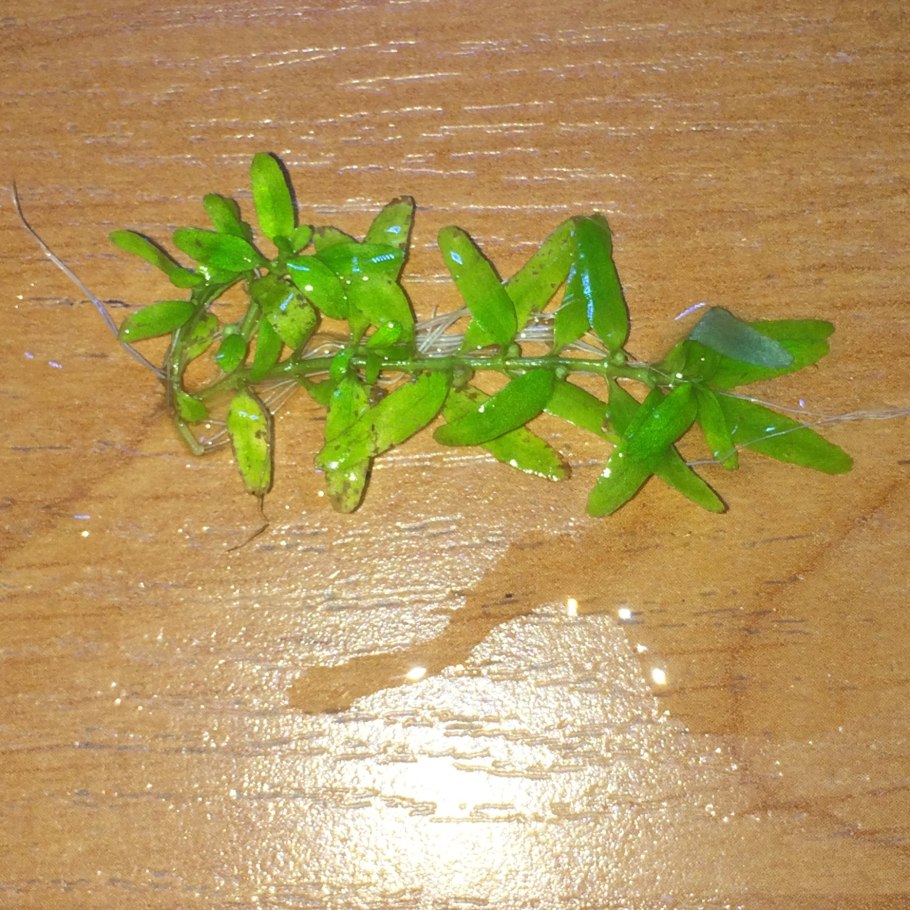 Элатина триандра