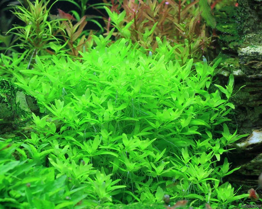 Повойничек мокричный