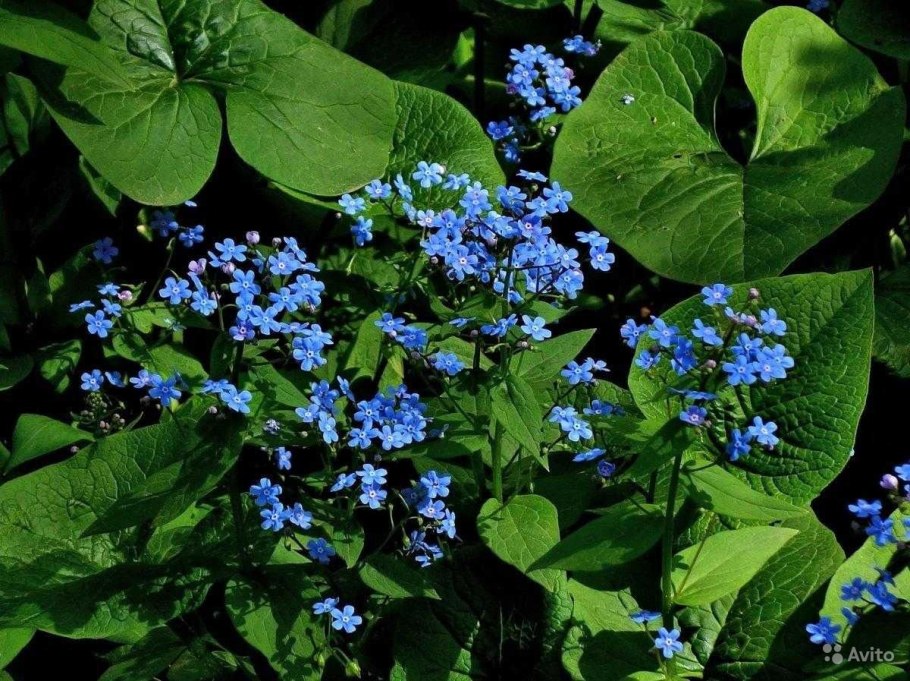 Незабудка Садовая Бруннера крупнолистная