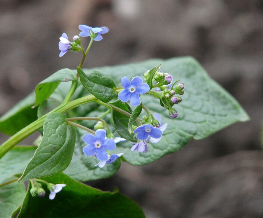 Бруннера крупнолистная (Brunnera macrophylla)