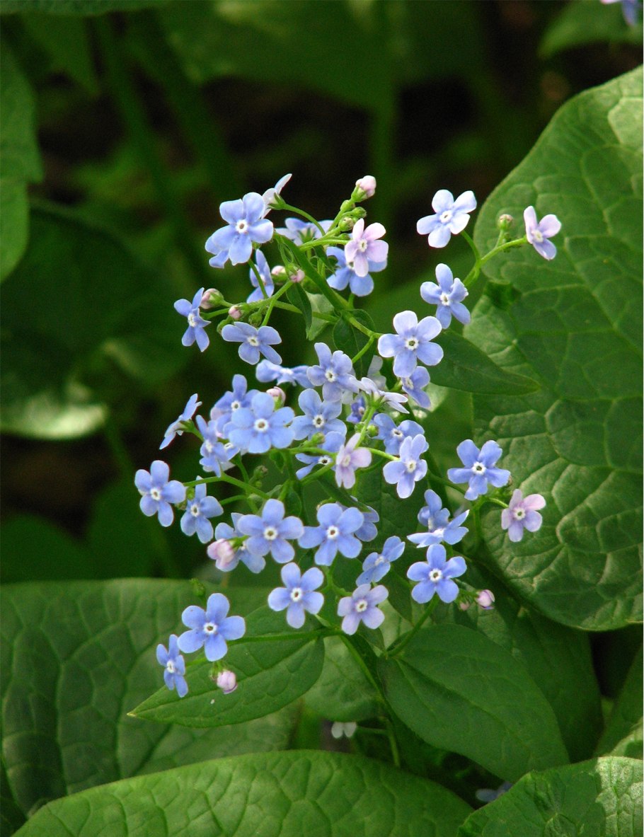Бруннера Сибирская Brunnera sibirica