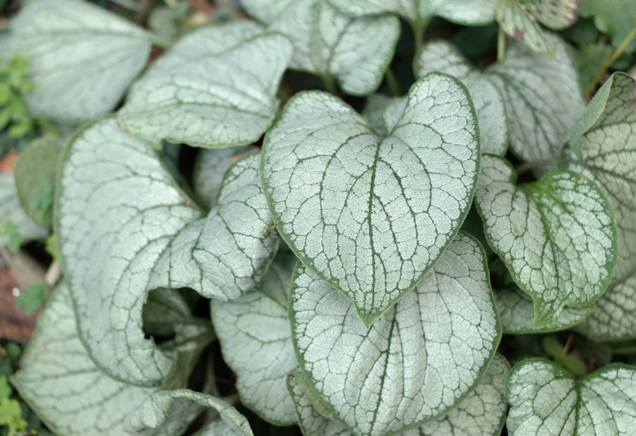 Незабудка крупнолистная