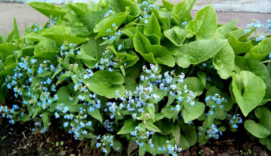 Бруннера крупнолистная (brunnera macrophylla)