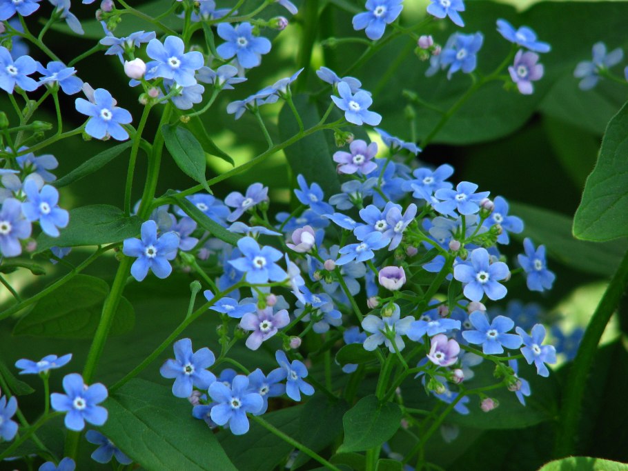 Brunnera Stev. (Бруннера