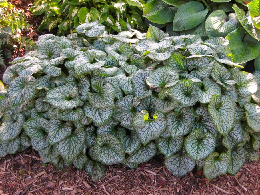Brunnera macrophylla