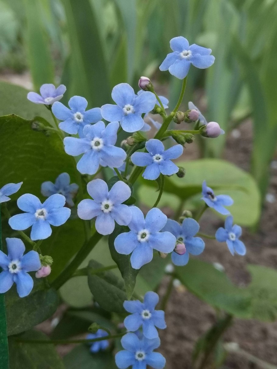 Бруннера Сибирская Brunnera sibirica