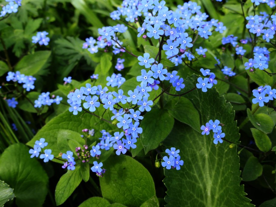 Бруннера Сибирская Brunnera sibirica