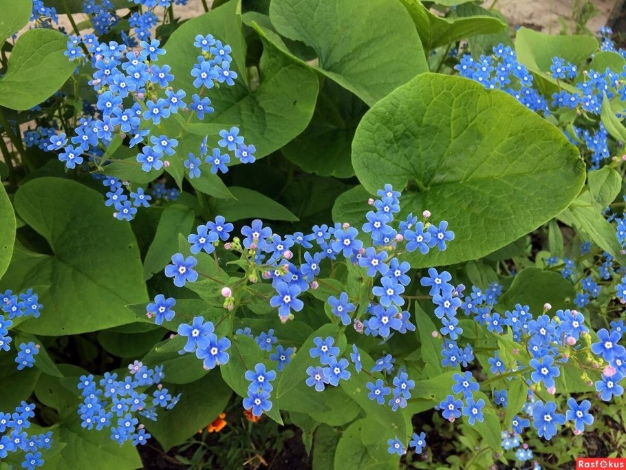 Бруннера Сибирская Brunnera sibirica