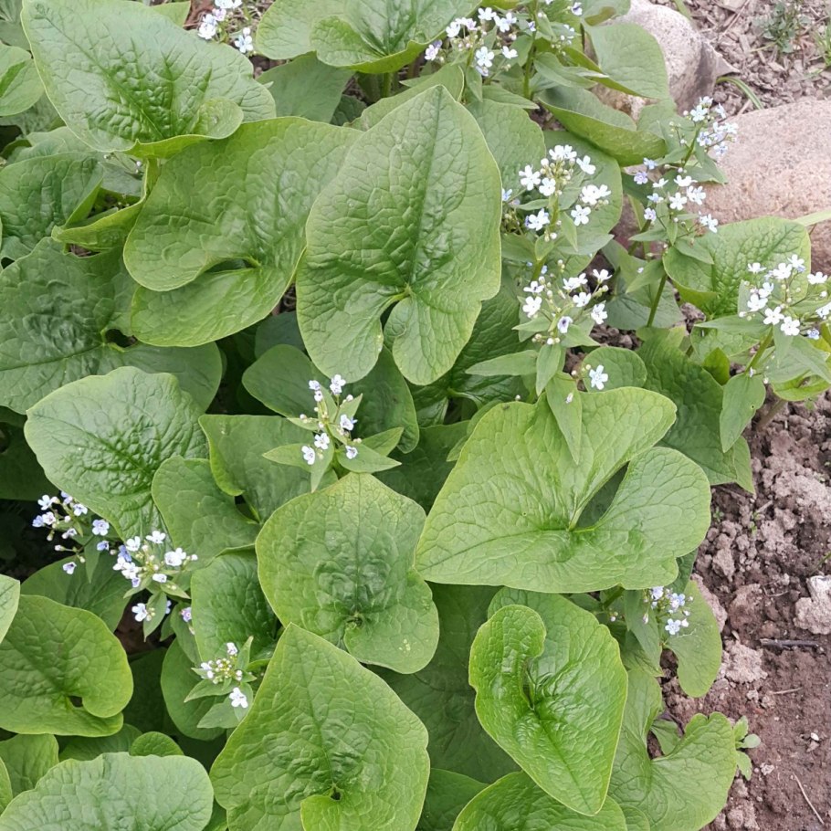 Бруннера джек фрост