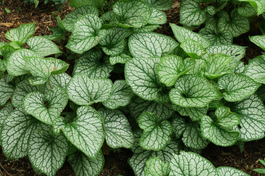 Brunnera macrophylla