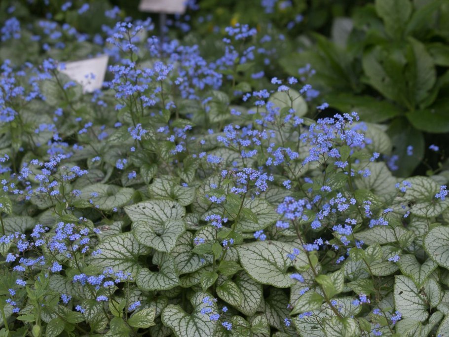 Бруннера крупнолистная джек фрост