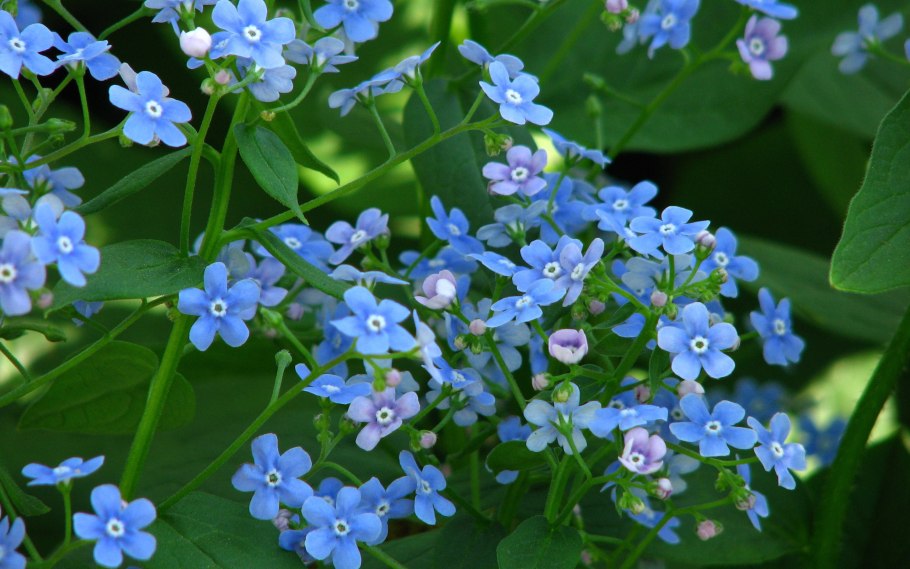 Незабудочник бруннера