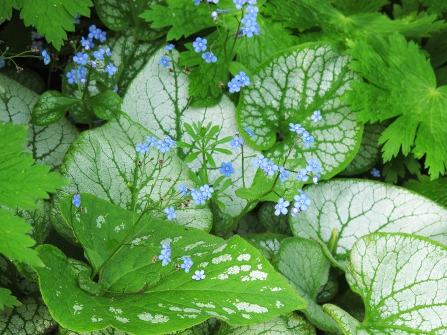 Brunnera macrophylla jack frost