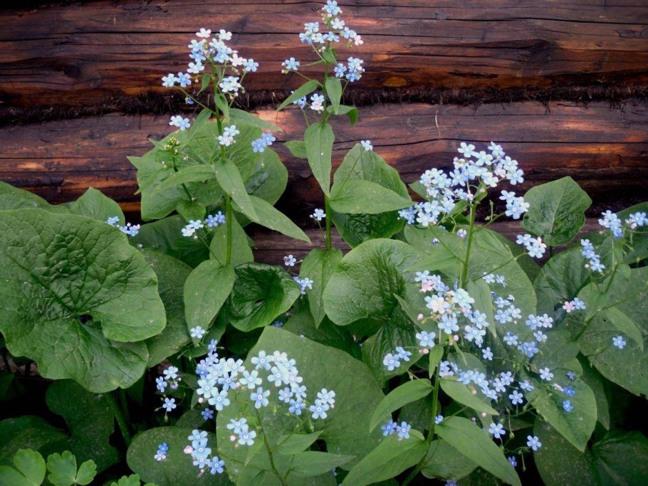 Незабудка альпийская (myosotis alpestris)