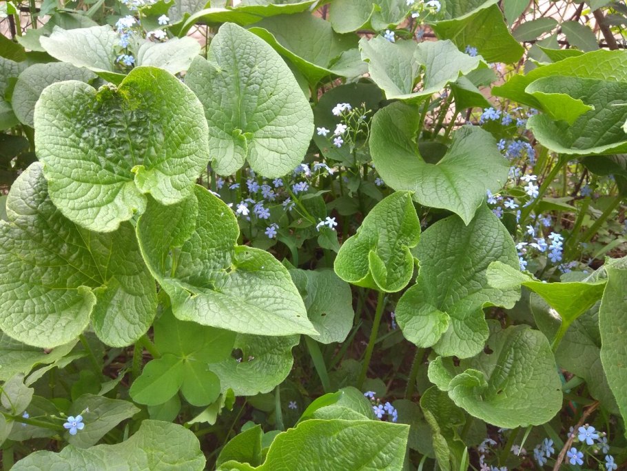 Бруннера Незабудковая