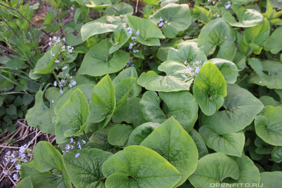 Бруннера Сибирская Brunnera sibirica