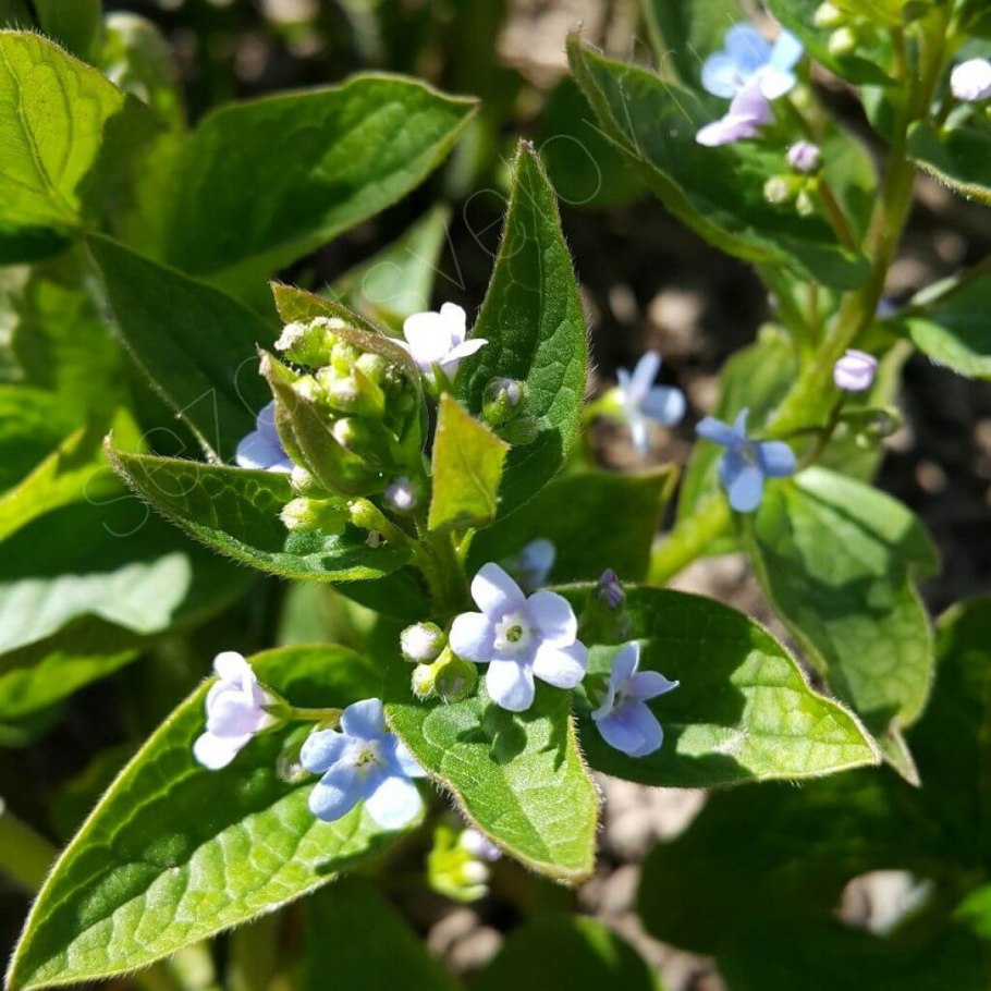 Brunnera sibirica
