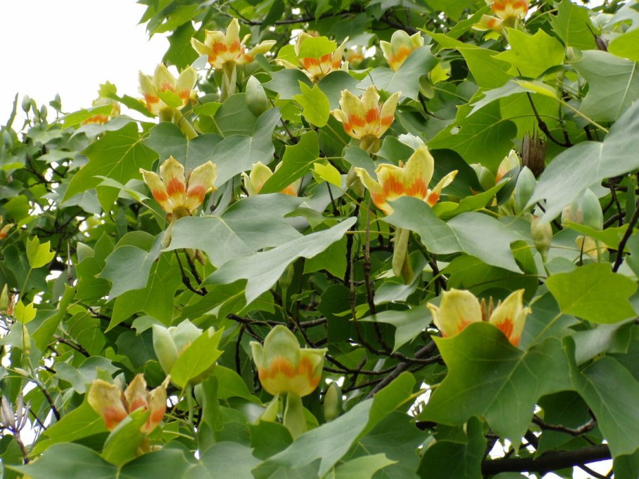 Liriodendron tulipifera тюльпановое дерево