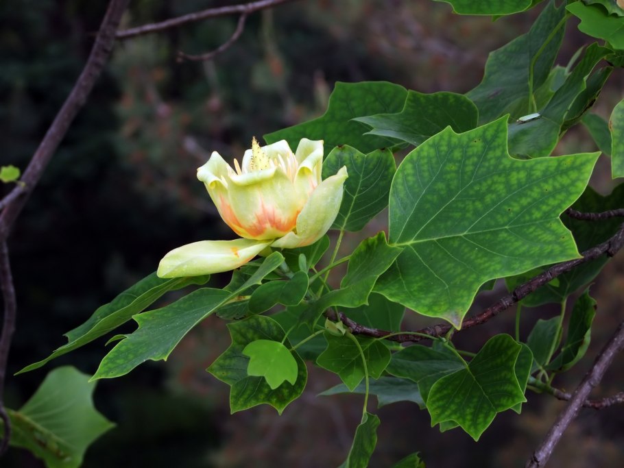 Liriodendron tulipifera тюльпановое дерево