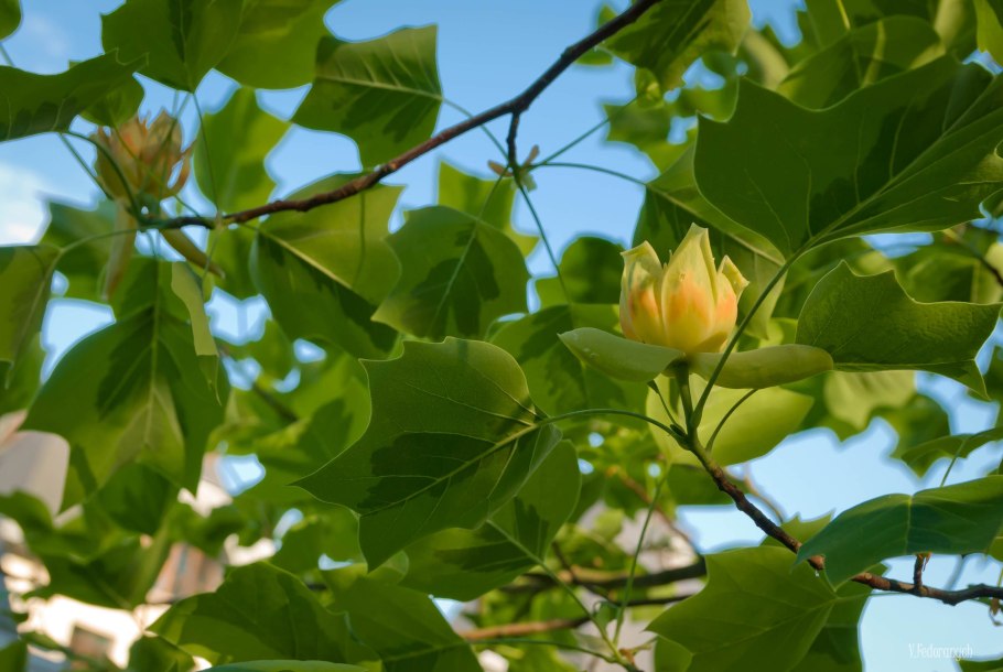 Liriodendron tulipifera тюльпановое дерево