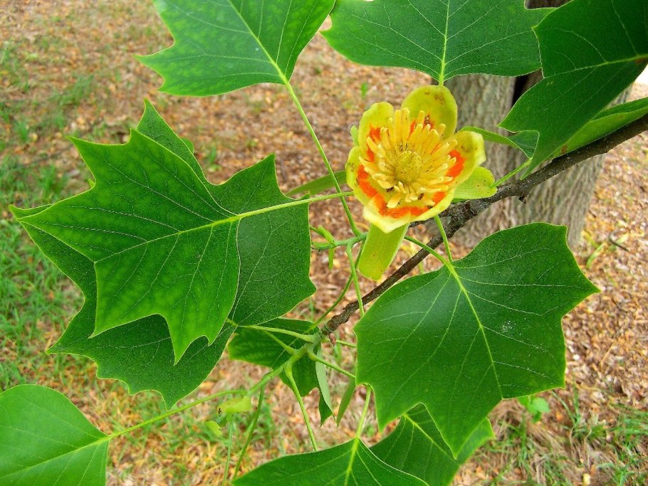 Лириодендрон Тюльпановый Liriodendron tulipifera
