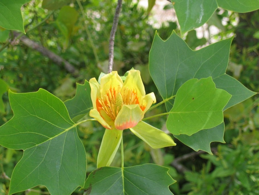 Liriodendron tulipifera тюльпановое дерево