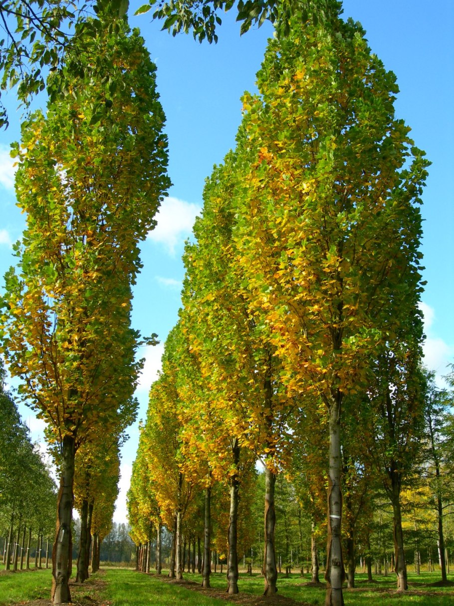 Лириодендрон Тюльпановый Liriodendron tulipifera