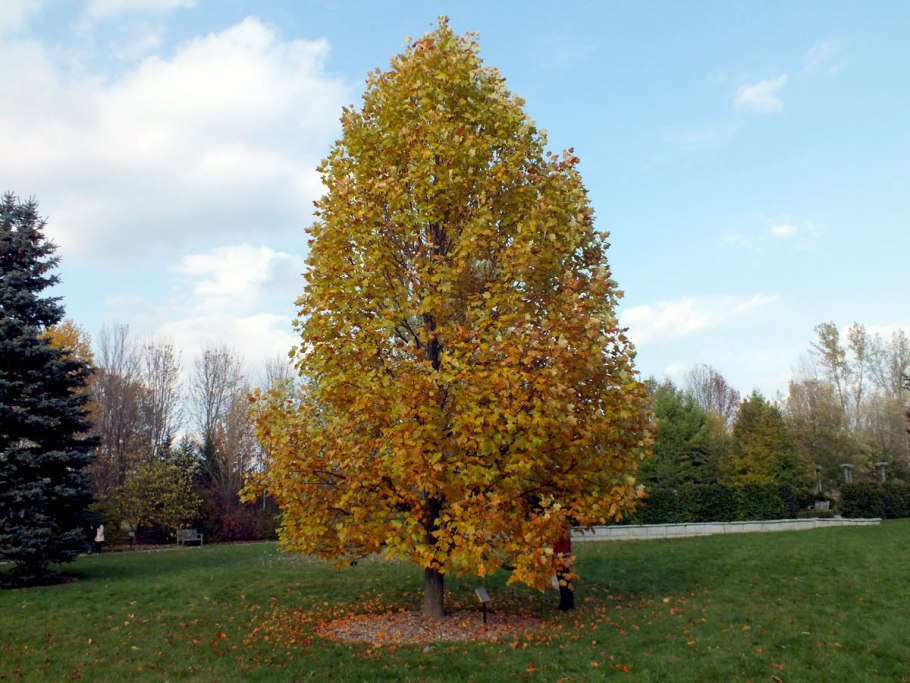 Liriodendron tulipifera