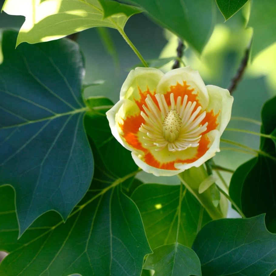 Liriodendron tulipifera тюльпановое дерево