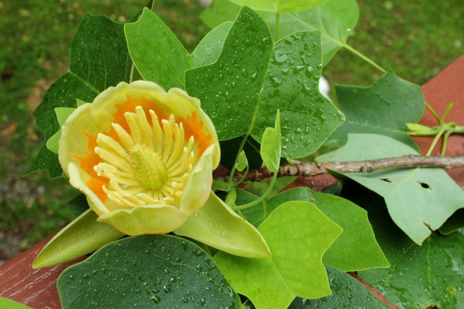 Liriodendron tulipifera