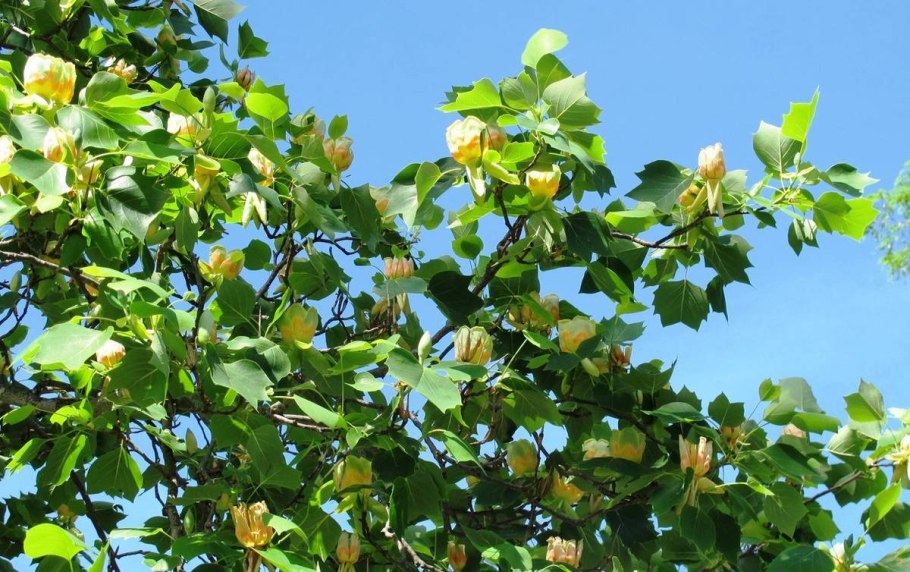 Тюльпанное дерево (liriodendron tulipifera)