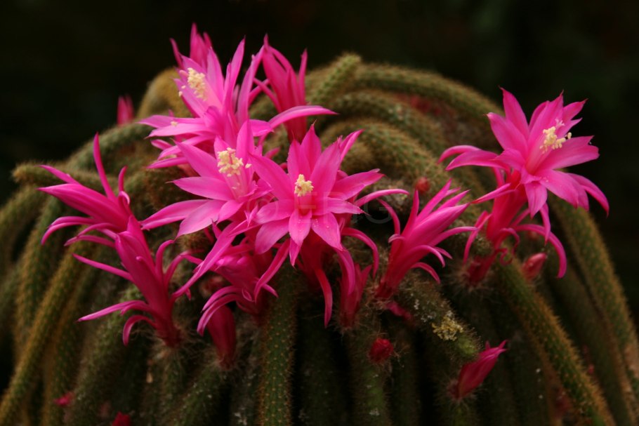 Кактус Апорокактус