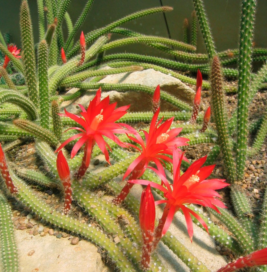 Апорокактус флагеллиформис