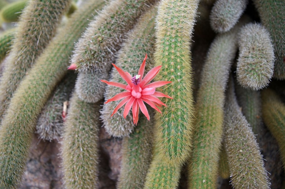 Aporocactus flagelliformis
